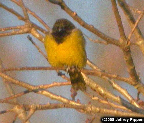 Scott's Oriole (Icterus parisorum)