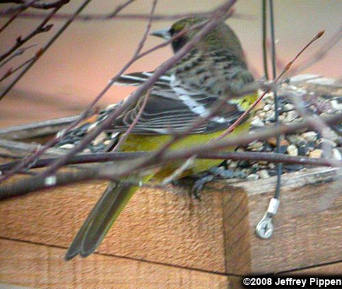 Scott's Oriole (Icterus parisorum)