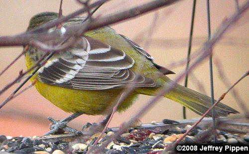 Scott's Oriole (Icterus parisorum)