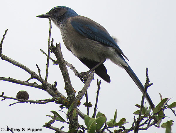 Woodhouse's Scrub-Jay (Aphelocoma woodhouseii)