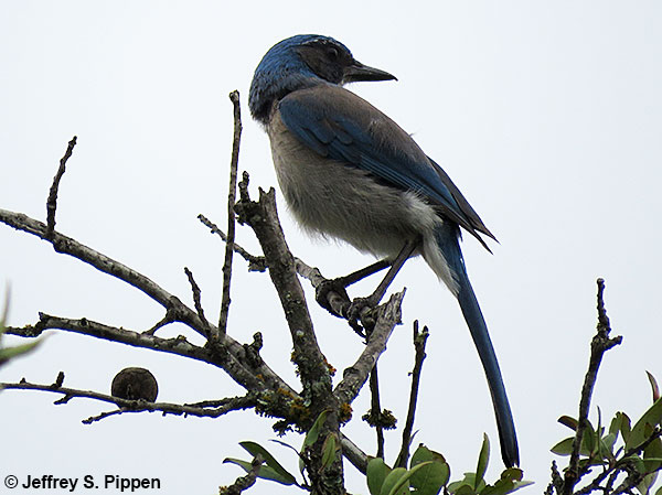 Woodhouse's Scrub-Jay (Aphelocoma woodhouseii)