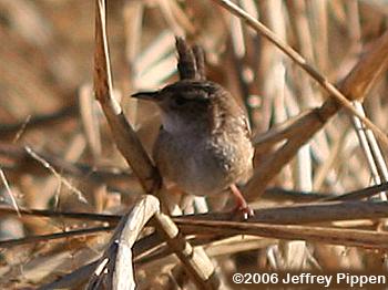 Sedge Wren (Cistothorus platensis)