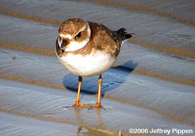 Semipalmated Plover (Charadrius semipalmatus)