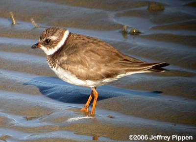 Semipalmated Plover (Charadrius semipalmatus)