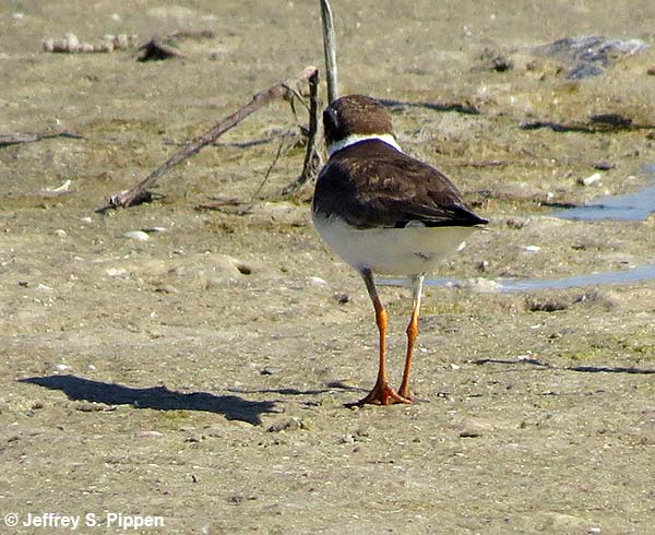 Semipalmated Plover (Charadrius semipalmatus)