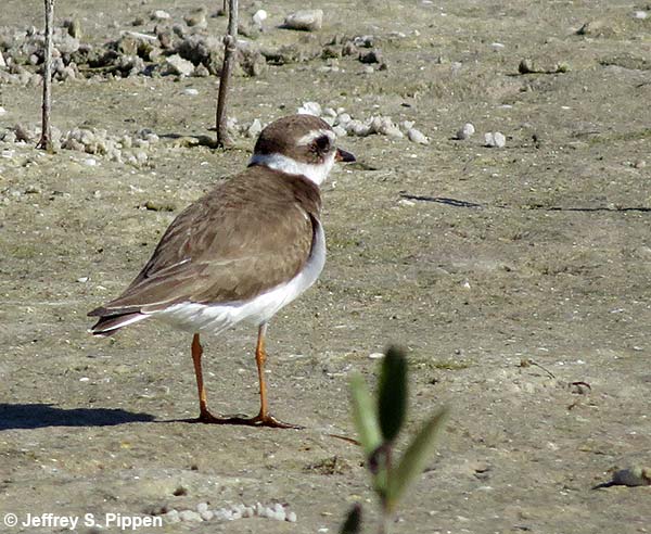 Semipalmated Plover (Charadrius semipalmatus)
