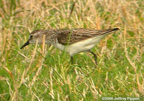 Semipalmated Sandpiper (Calidris pusilla)