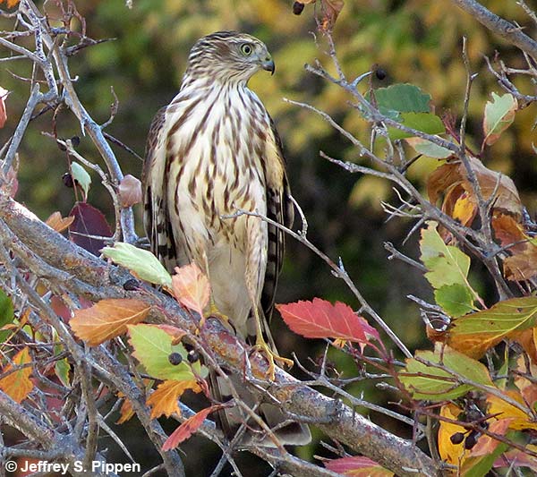 Sharp-shinned Hawk (Accipiter striatus)