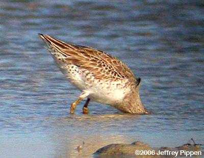 Short-billed Dowitcher (Limnodromus griseus)
