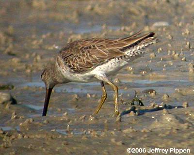 Short-billed Dowitcher (Limnodromus griseus)