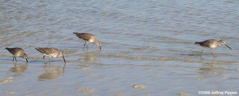 Short-billed Dowitcher (Limnodromus griseus)