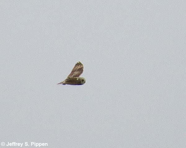 Short-eared Owl (Asio flammeus)