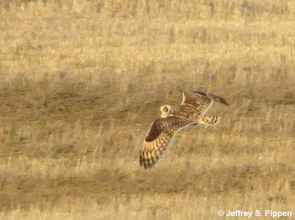 Short-eared Owl (Asio flammeus)