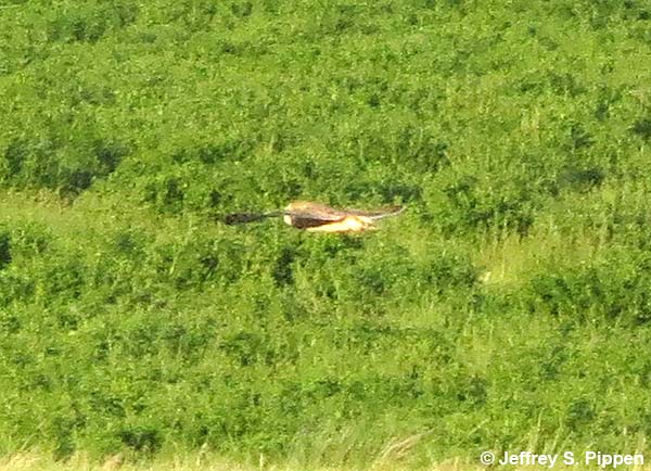 Short-eared Owl (Asio flammeus)