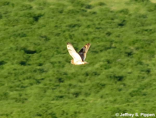 Short-eared Owl (Asio flammeus)