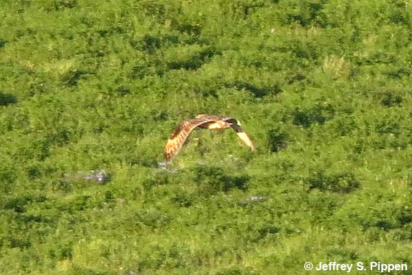 Short-eared Owl (Asio flammeus)