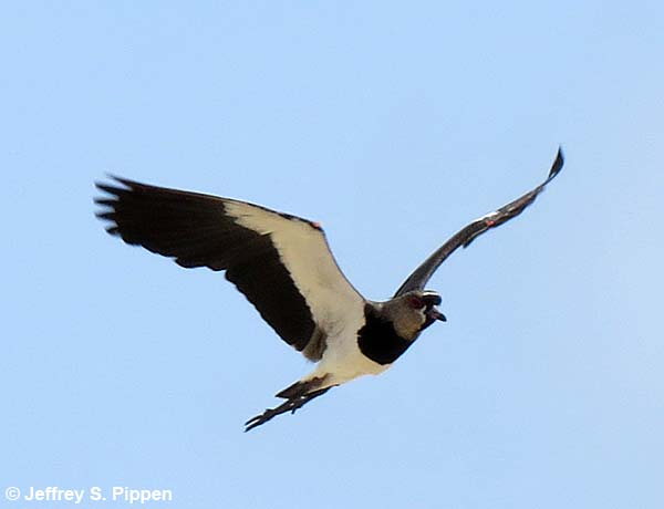 Southern Lapwing (Vanellus chilensis)