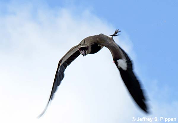 Southern Lapwing (Vanellus chilensis)