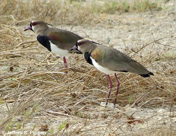 Southern Lapwing (Vanellus chilensis)