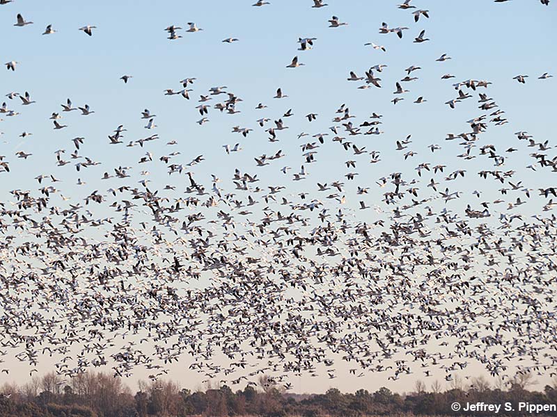 Huge Snow Goose (Chen caerulescens)
