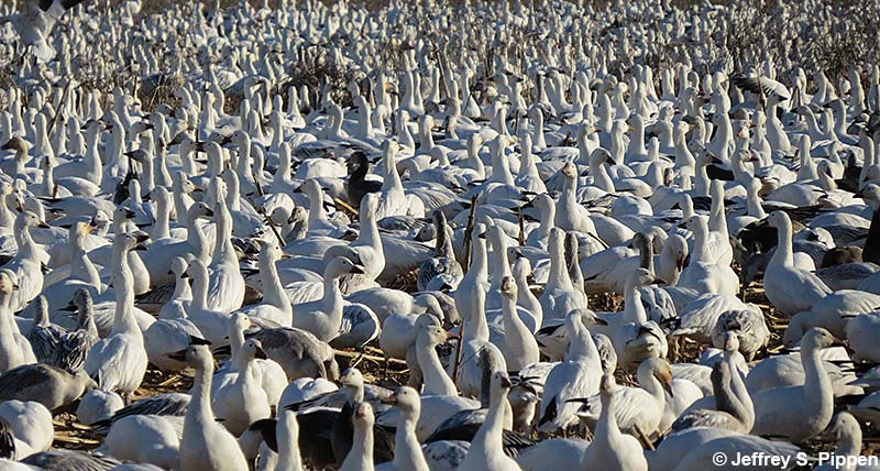 Huge Snow Goose (Chen caerulescens)
