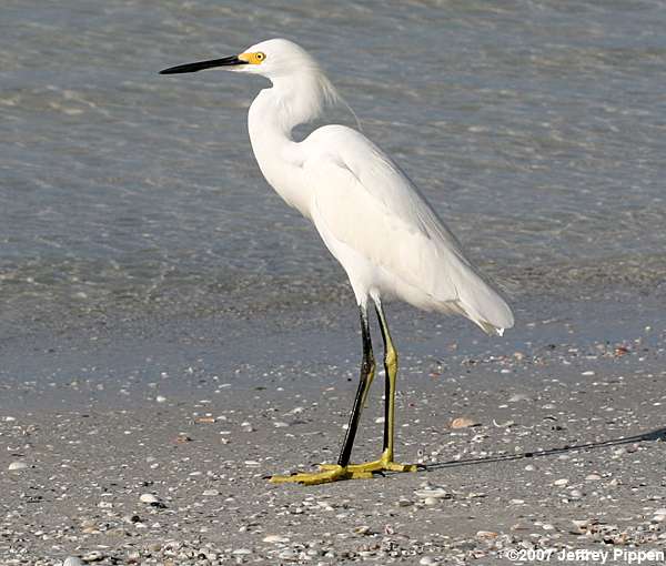 Snowy Egret (Egretta thula)