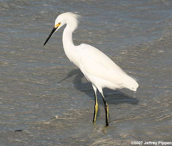 Snowy Egret (Egretta thula)