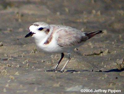 Snowy Plover (Charadrius alexandrinus)
