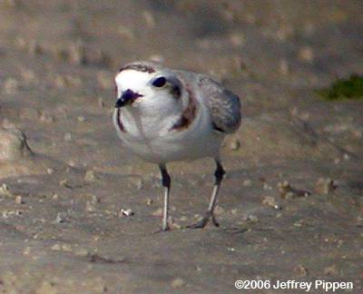 Snowy Plover (Charadrius alexandrinus)