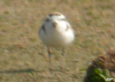 Snowy Plover (Charadrius alexandrinus)