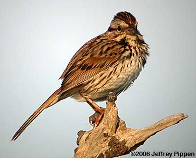 Song Sparrow (Melospiza melodia)