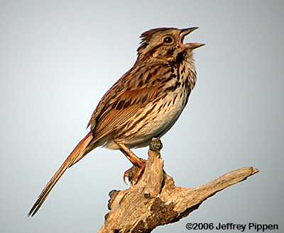 Song Sparrow (Melospiza melodia)