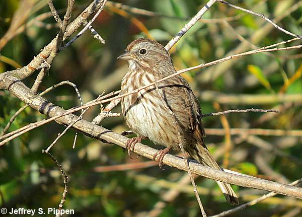 Song Sparrow (Melospiza melodia)