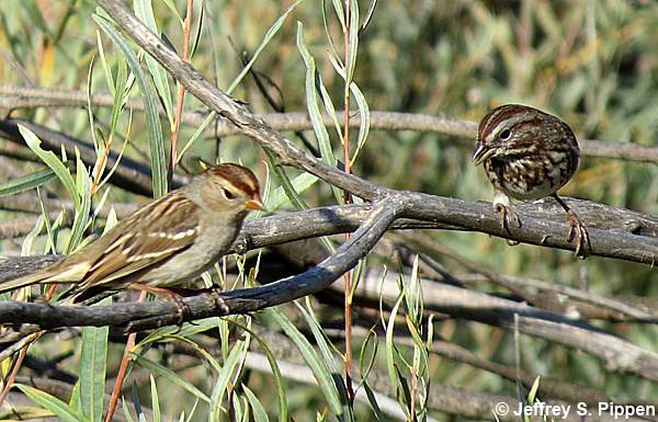 Song Sparrow (Melospiza melodia)