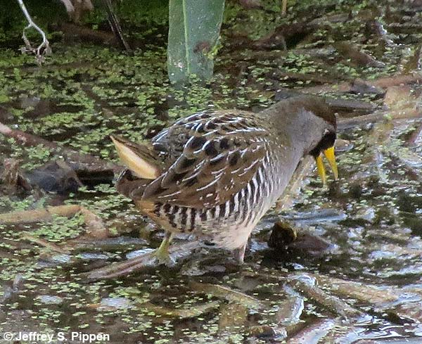 Sora (Porzana carolina)