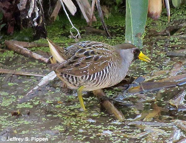 Sora (Porzana carolina)