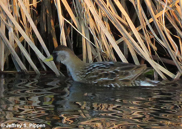 Sora (Porzana carolina)