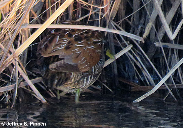 Sora (Porzana carolina)
