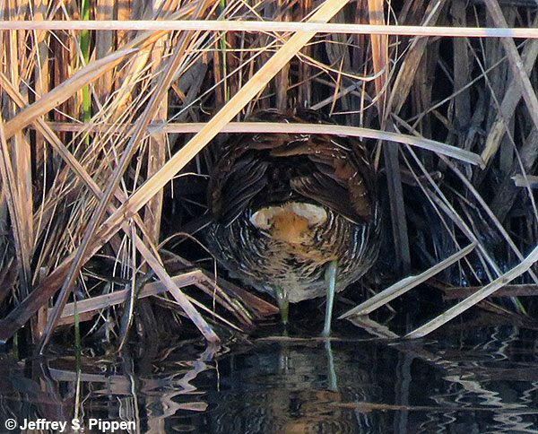 Sora (Porzana carolina)