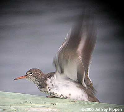 Spotted Sandpiper (Actitus macularia)