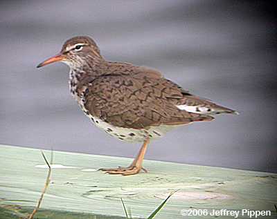 Spotted Sandpiper (Actitus macularia)