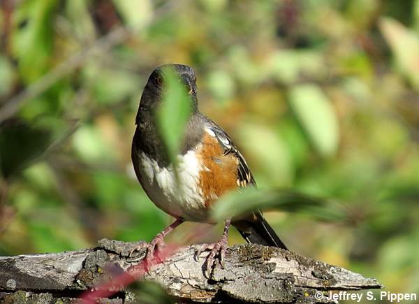 Spotted Towhee (Pipilo maculatus)