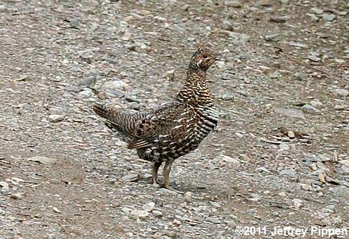 Spruce Grouse (Falcipennis canadensis)