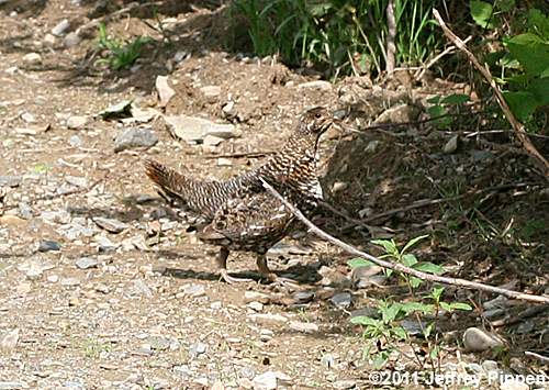 Spruce Grouse (Falcipennis canadensis)