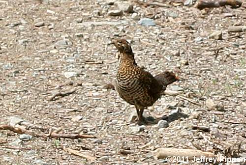 Spruce Grouse (Falcipennis canadensis)