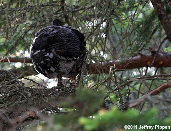 Spruce Grouse (Falcipennis canadensis)