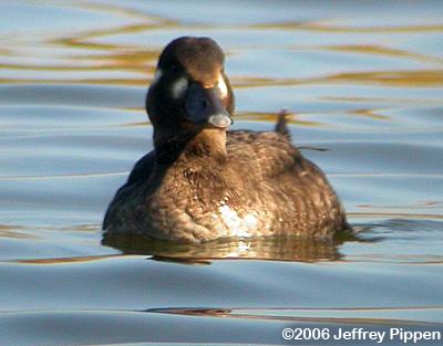 Surf Scoter (Melanitta perspicillata)