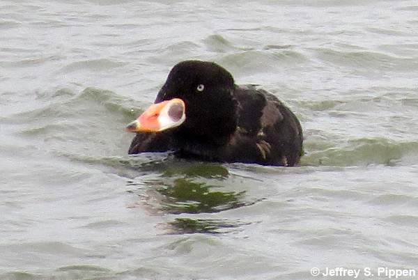 Surf Scoter (Melanitta perspicillata)