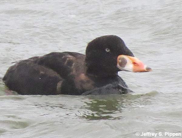 Surf Scoter (Melanitta perspicillata)