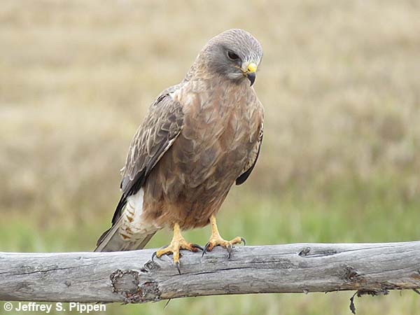 Swainson's Hawk (Buteo swainsoni)